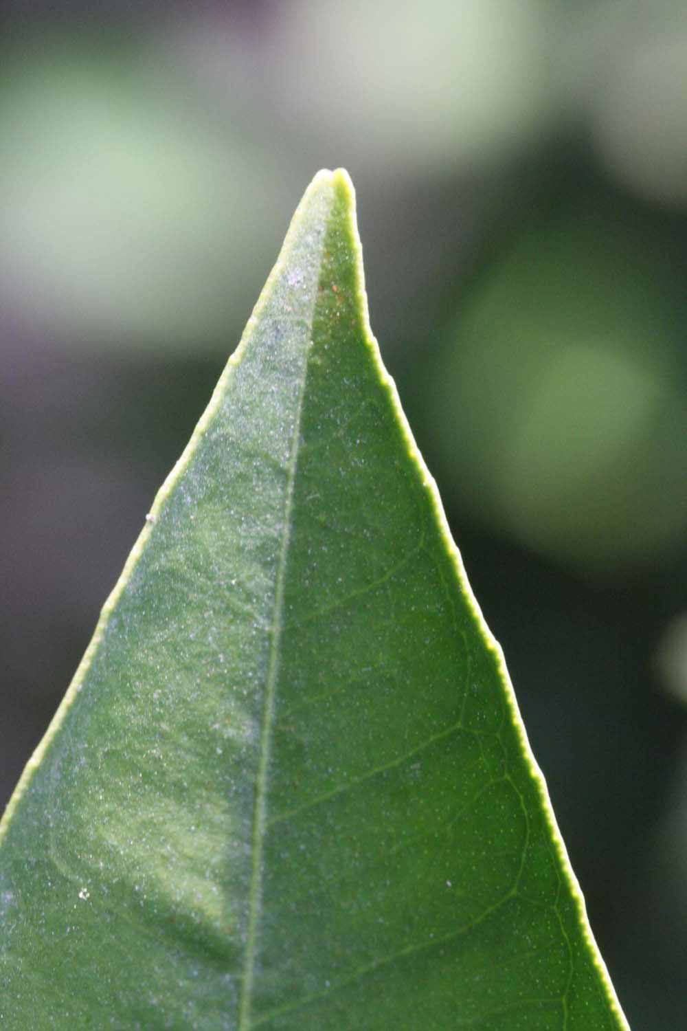              Margin (Riverside, CA)       